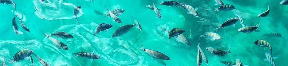 Pacotes de Viagem para Ilha Grande: Qual Escolher? (2026)