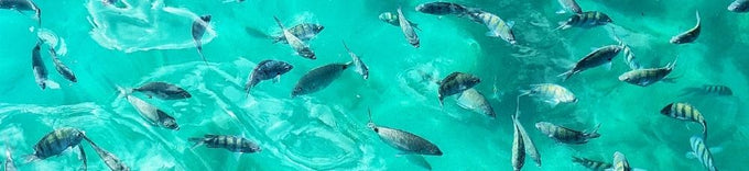 Gruta do Acaiá: O Que É e Como Visitar em Ilha Grande