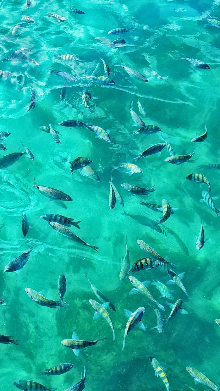 Peixes na Lagoa Azul, Ilha Grande — snorkel nos passeios de barco